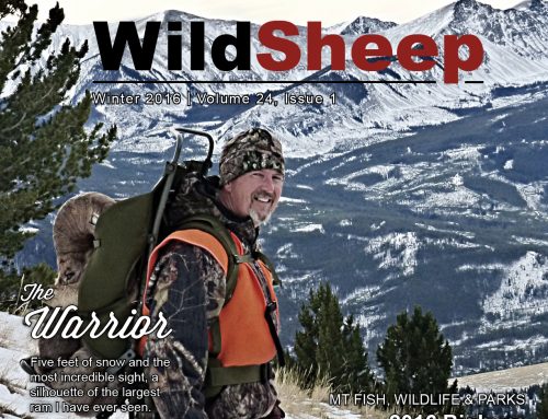 WildSheep, February 2016