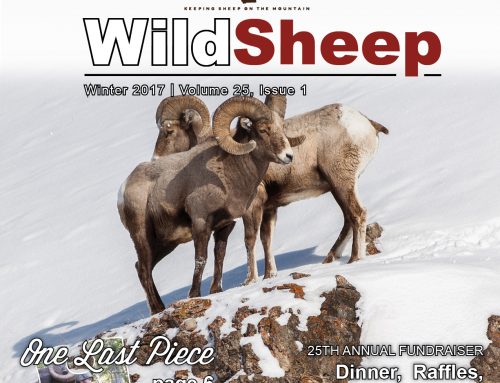 WildSheep, February 2017