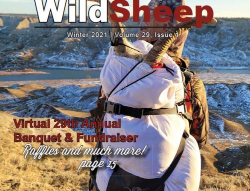 Winter 2021 – WildSheep Newsletter