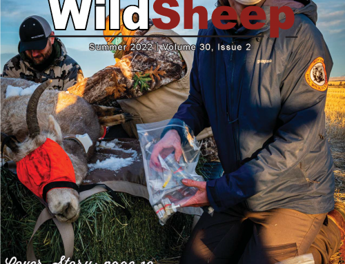 Summer 2022  – Wild Sheep Newsletter