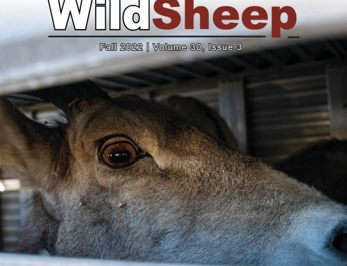 Fall 2022  – Wild Sheep Newsletter