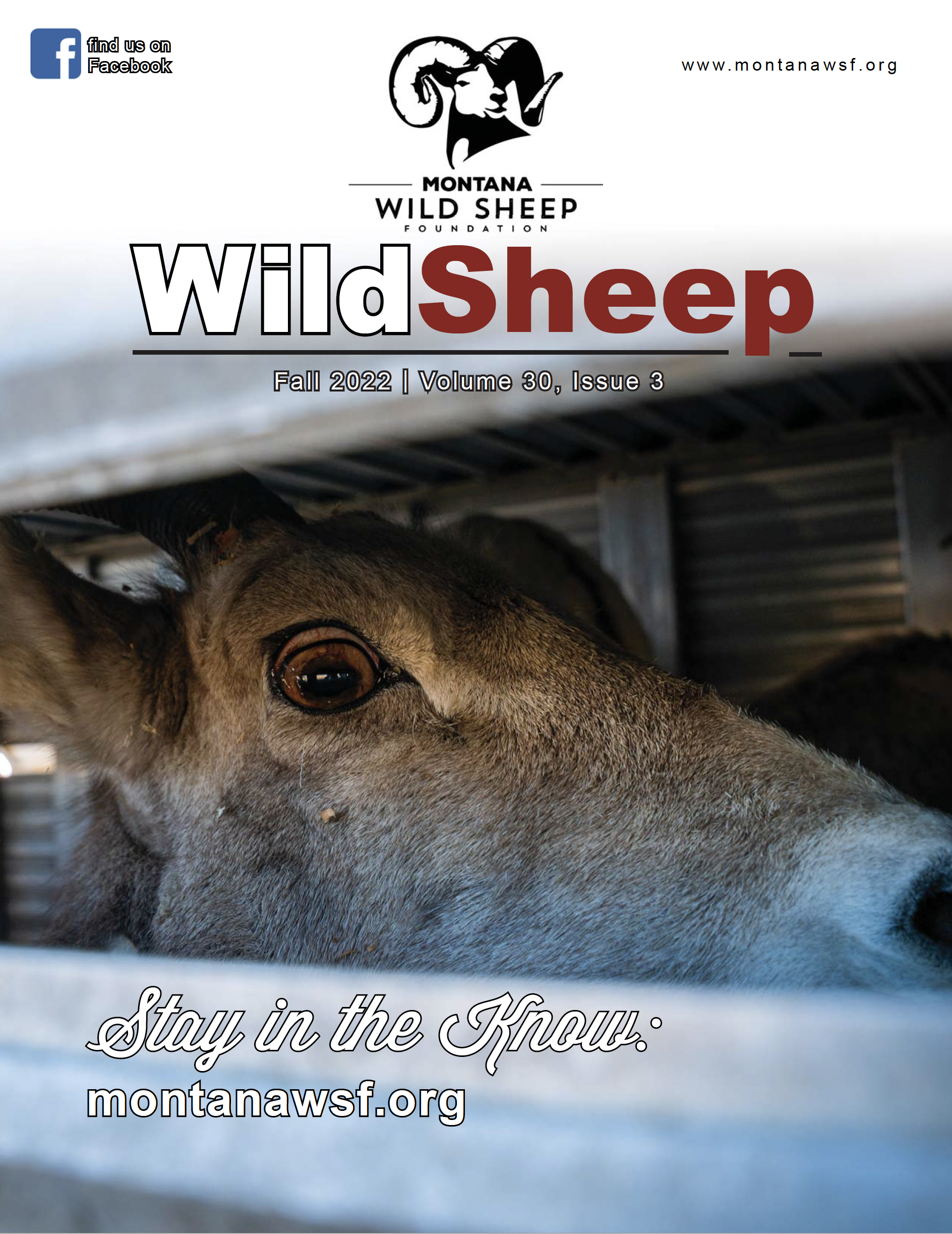 Montana Wild Sheep Foundation Newsletter
