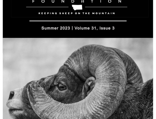 Summer 2023  – Wild Sheep Newsletter