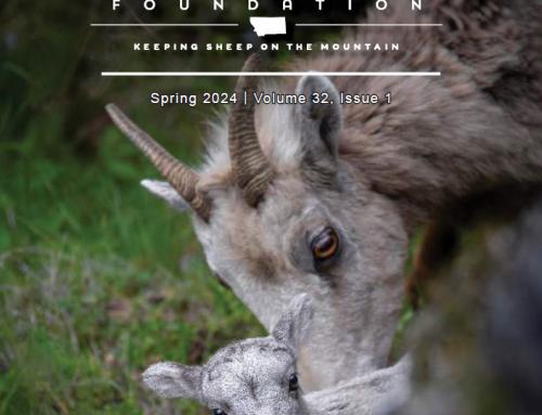 Spring 2024  – Wild Sheep Newsletter