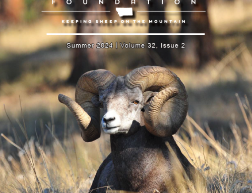 Summer 2024  – Wild Sheep Newsletter