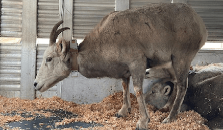 Screenshot 2025-04-21 144046 https://montanawsf.org/wp-content/uploads/2022/02/2022-Winter-Newsletter-MTWSF_web.pdf