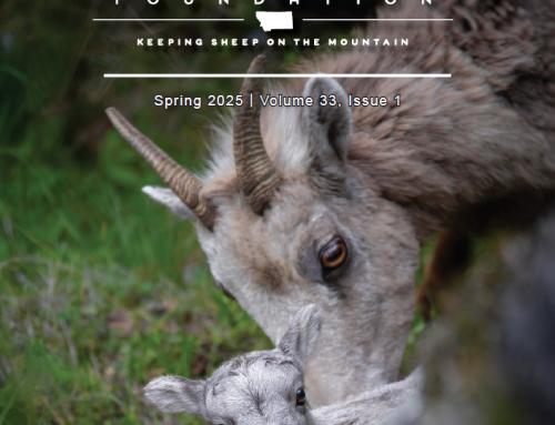 Spring 2025  – Wild Sheep Newsletter
