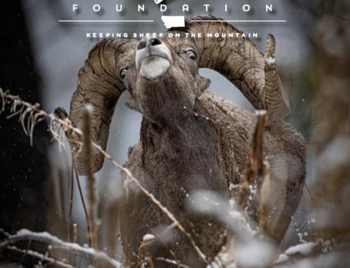 Fall 2025  – Wild Sheep Newsletter