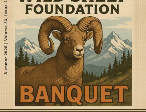 Summer 2025  – Wild Sheep Newsletter