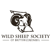 BCWildSheep