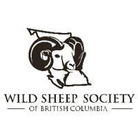 BCWildSheep