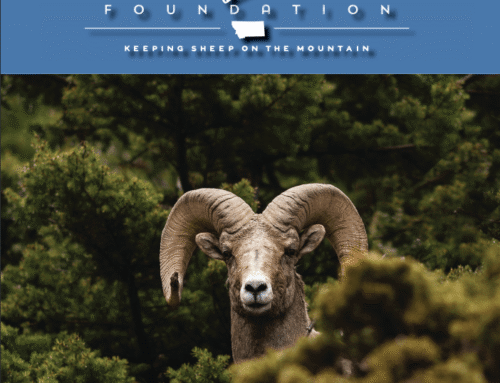 Summer 2026 – Wild Sheep Newsletter